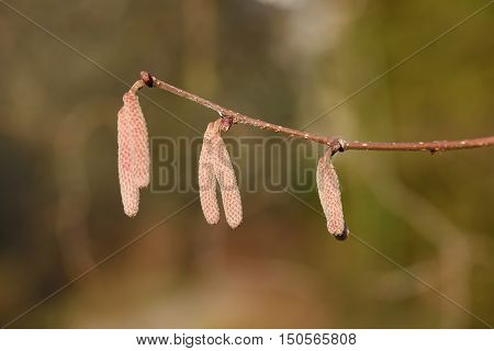 Hazelnut Bush Blossom