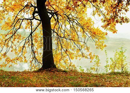 autumn forest and fog near the pond