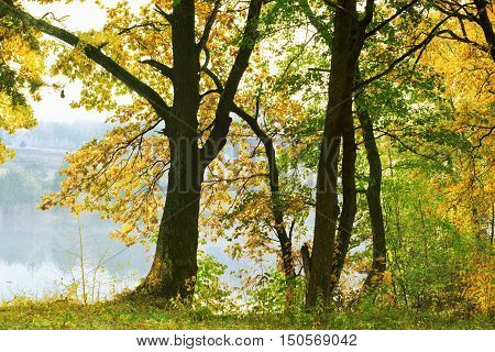 autumn forest and fog near the pond