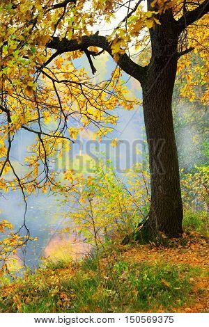autumn forest and fog near the pond