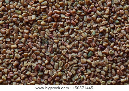 seeds of fenugreek macro photo, fenugreek spicy