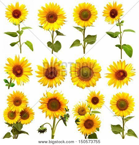 Sunflowers collection on the white background. Flat.