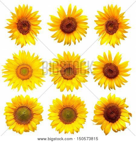 Sunflowers collection on the white background. Flat.