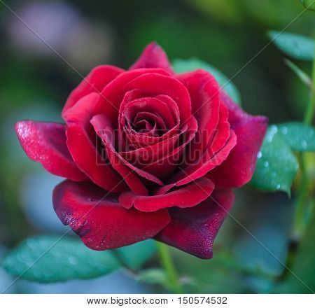 Close up of red,elegant rose Duftzauber 86  with water drops on petals.