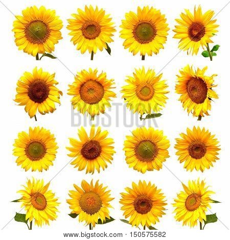Collection of sunflowers isolated on white background. Flowers sunflowers