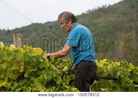 BOURO - OCTOBER 5: Farmer picking grapes during harvest at a vineyard on October 5, 2016 in Bouro, Portugal. The region of Minho