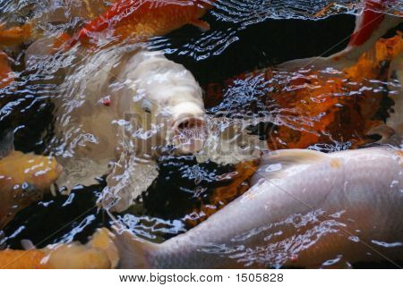 Koi Aireating