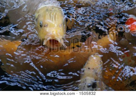 Fish On Fisch