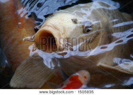 Fish Grasp For Air