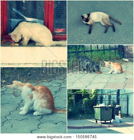 Feral Cats live outdoors and need adoption collage toned image set.