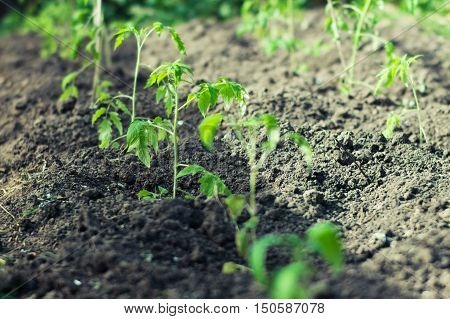 Shoots tomatoes in the garden early spring