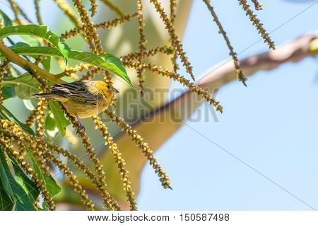 Canarinho bird on a branch of a tree. Seems like the bird is hiding of the sun underneath the leaf.