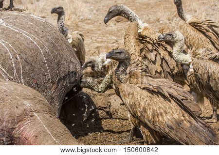 vultures eating a dead hippo in Kruger Park