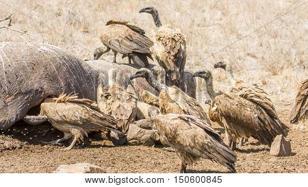 vultures eating a dead hippo in Kruger Park