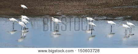 Wildlife Photos - Little Egret