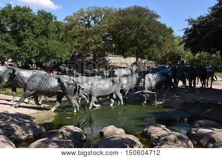DALLAS, TX - SEP 17: The Cattle Drive Sculpture at Pioneer Plaza in Dallas, Texas, as seen on Sep 17, 2016. The 49 bronze steers and 3 trail riders sculptures were created by artist Robert Summers of Glen Rose, Texas.