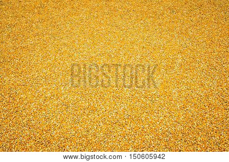 Corn with kernels, pile of corn, dried corn after harvest