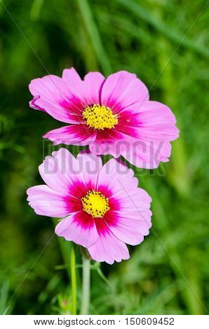 Flowers in the garden,Flowers in the garden, Cosmos flowers,background, beautiful, beauty, bright, color, cosmos,
