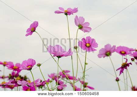Flowers in the garden,Flowers in the garden, Cosmos flowers,background, beautiful, beauty, bright, color, cosmos,