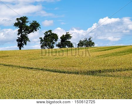 Green to yellow wheat field on a sunny summer day agriculture background image