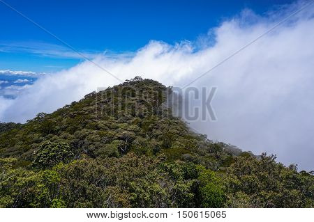 Misty mountain forest landscape at Timpohon trail to Laban Rata of Mountain Kinabalu,Ranau,Sabah.