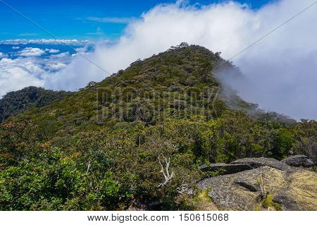 Misty mountain forest landscape at Timpohon trail to Laban Rata of Mountain Kinabalu,Ranau,Sabah.