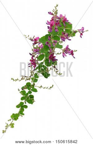 bush clover, lespedeza bicolor, japanese clover, hagi isolated on white background