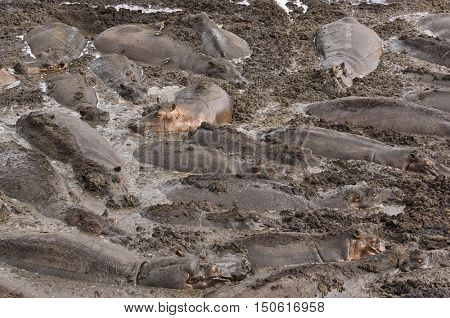Herd of Hippopotamus Wallowing in River Mud