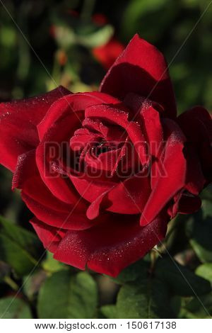 flora, flowers, plant, rose, rose red, rod rose, summer, flower