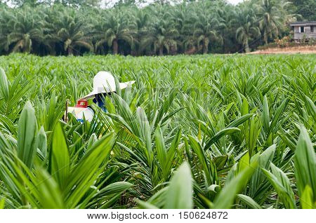 View of woker spraying pesticides between rows of oil palm trees in main Plantation nursery in Borneo Malaysia.