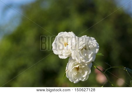 Weiße Edelrose im Frühling - weiße Rosen