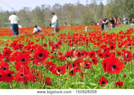 Travelers In Flowering Field