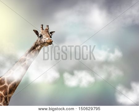 The head of a giraffe above white clouds in front of gray sky