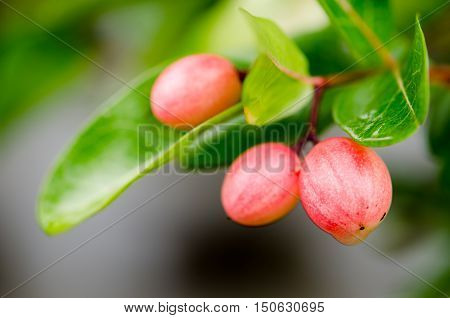 Mango Lime yawn yelllime nature organic pattern plant red white yawn yell