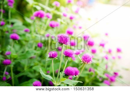 Globe Amaranth Or Gomphrena Globosa Flower In The Garden