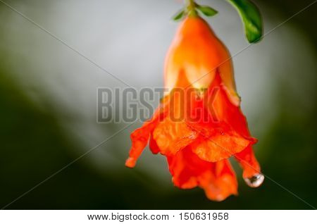 Pomegranate flowers with bee collect honey. Spring time daylight sun. Green nature background.