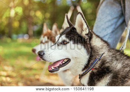 Portrait black and white Husky dog with a smile and his tongue hanging out
