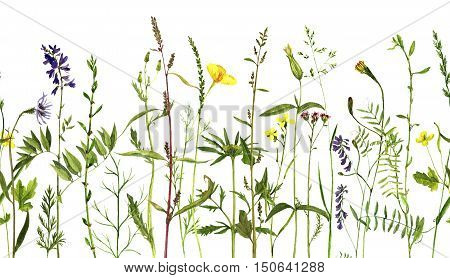Watercolor drawing wild flowers and herbs, seamless decorative herbal border, pattern with painted wild plants, botanical illustration in vintage style, floral background, hand drawn natural template