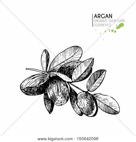 Vector set of hair care ingredients. Organic hand drawn elements. Argan nuts branch. Use for cosmetic package shop store products spa salon wellnes program procedure skin hair care