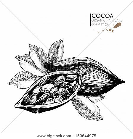 Cocoa beans and leaves. Use for cosmetic package shop store products spa salon wellnes program procedure skin hair care.