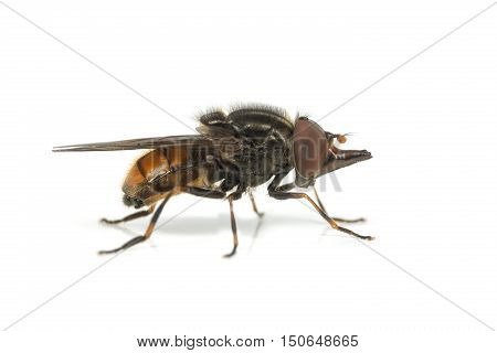 Rhingia campestris hoverfly on a white background