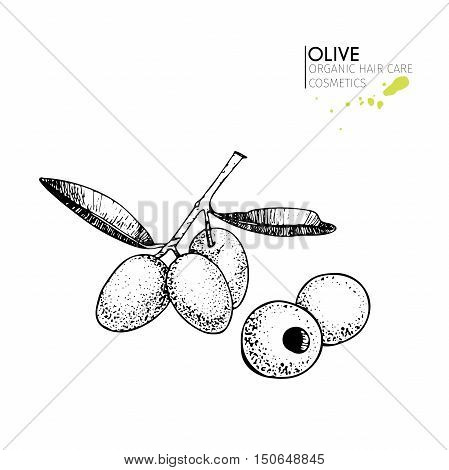Vector set of hair care ingredients. Organic hand drawn elements. Olive branch and olives. Use for cosmetic package shop store products spa salon wellnes program procedure skin hair care.