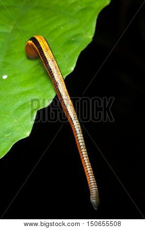 Tiger Leech on the fresh green leaf