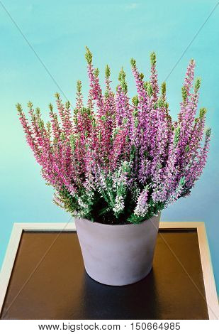 Heather in a pot (Calluna vulgaris) Selective focus