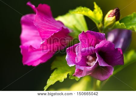 Macro photo oh hibiscus plant. Pink color flower with blurry leaves