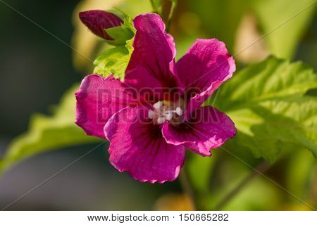 Macro photo oh hibiscus plant. Pink color flower with blurry leaves