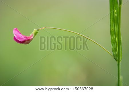 Grass vetchling (Lathyrus nissolia) flower and stem. A flower stem and leaf of this pink member of the pea family (Fabaceae)