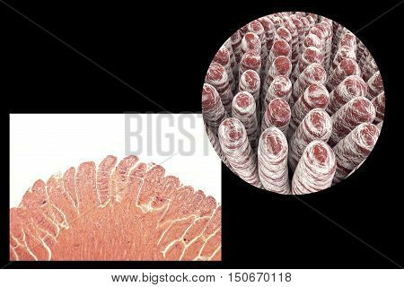 Villi of small intestine, light micrograph and 3D illustration