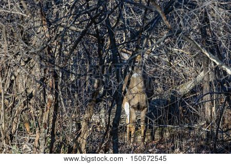 Trophy White-tail buck camouflaged in the thick bushes.