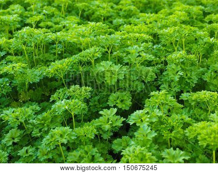 Curly Leaf Parsley, Up Close In A Field